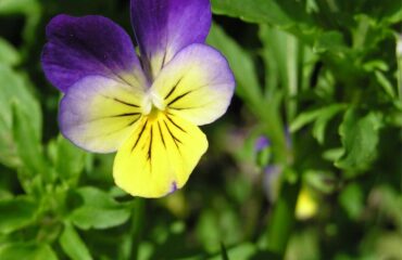 Hidartação - viola tricolor